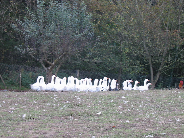 Influenza Aviaire Un Troisi Me Levage Landais De Canards Touch