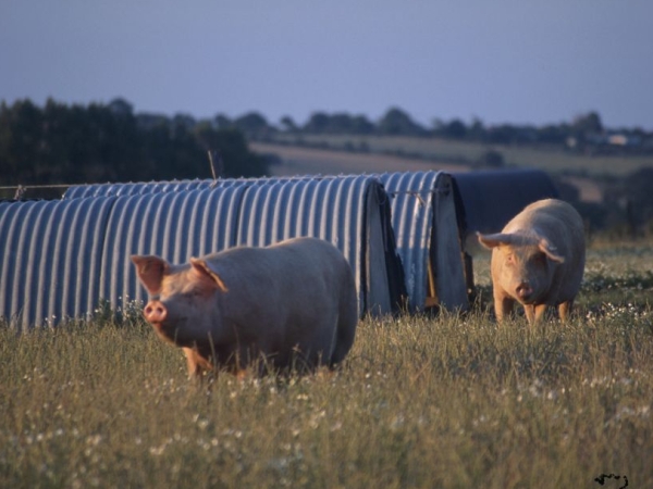 Porc : la PPA à nouveau aux portes de la France