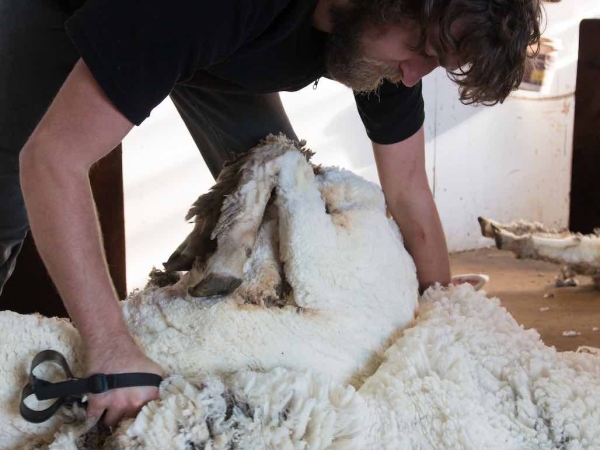 Vers un renouveau de la laine française 