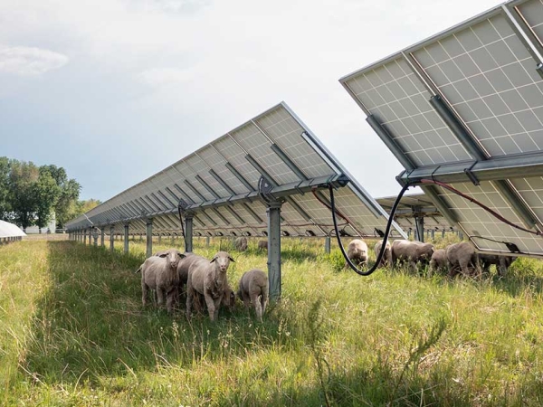 Agrivoltaïsme : 44 % des agriculteurs pensent s’équiper