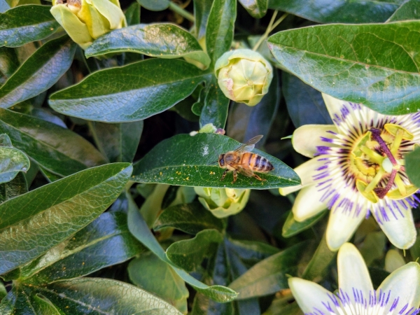 Le plan pollinisateurs inquiète l'interprofession apicole
