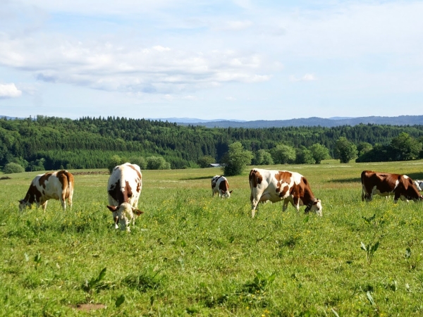 Les bénéfices cachés de l’élevage