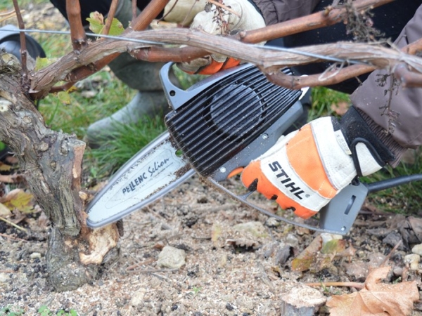 Gérer les dépérissements de la vigne et pallier l'accroissement des ceps improductifs