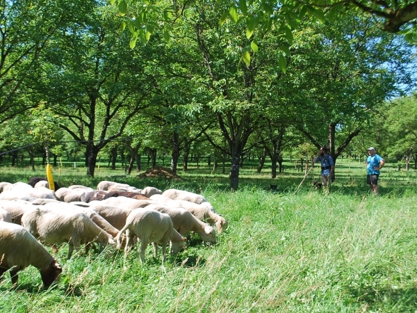 Les moutons pâturent sous les noyers d'Isère 