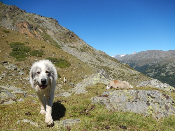 En Suisse, les chiens passent leur « permis de protéger »