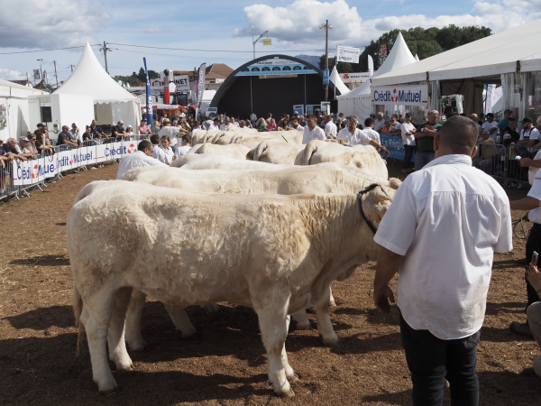 Le concours charolais crée de l’engouement chez les éleveurs