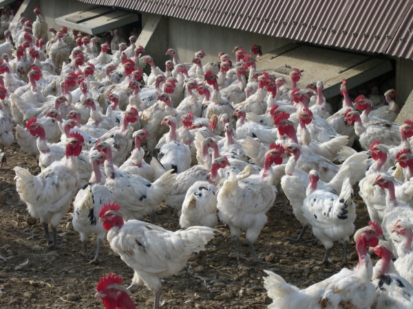 Influenza aviaire : vers 400 000 abattages, la CFA s'impatiente sur les indemnisations