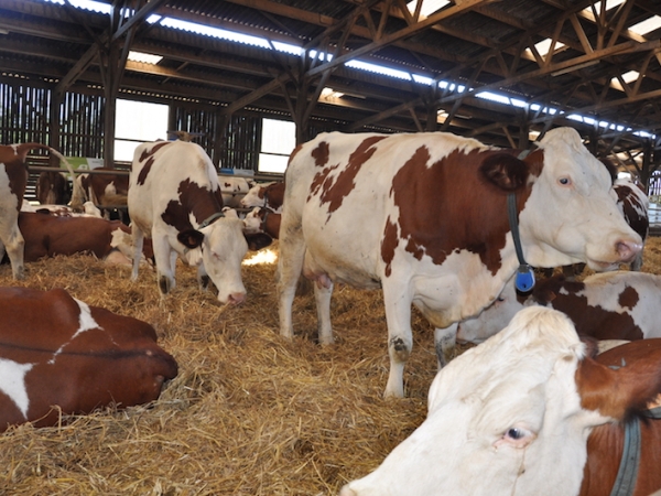Environ 13 000 élevages toucheront 20 M€ d'aides Covid 