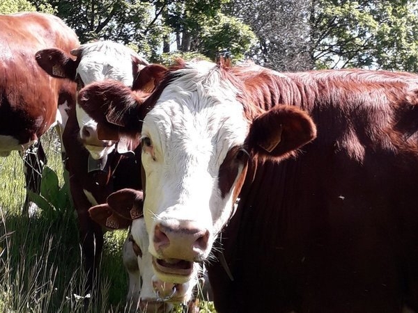 Brucellose bovine en Haute-Savoie : le troupeau abattu, la Conf’ demande des dérogations  