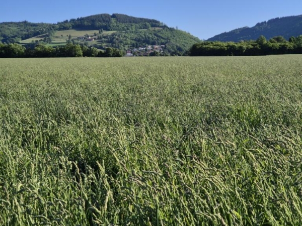 Les producteurs de semences fourragères rassemblés au sein du Syndicat des agriculteurs multiplicateurs de semences de l'Isère sont très inquiets des suites qui seront données à leurs productions depuis l'annonce du plan de restructuration de Top semence.