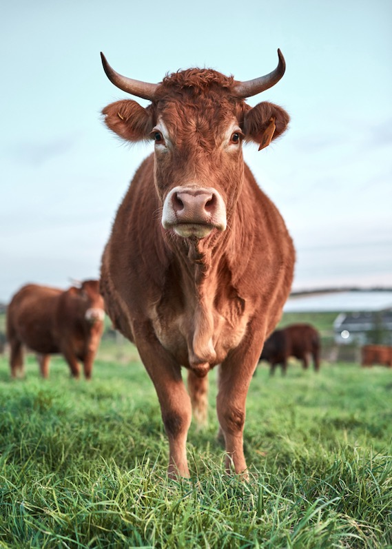 Le recul de la production de viande bovine devrait s'accélérer en 2022