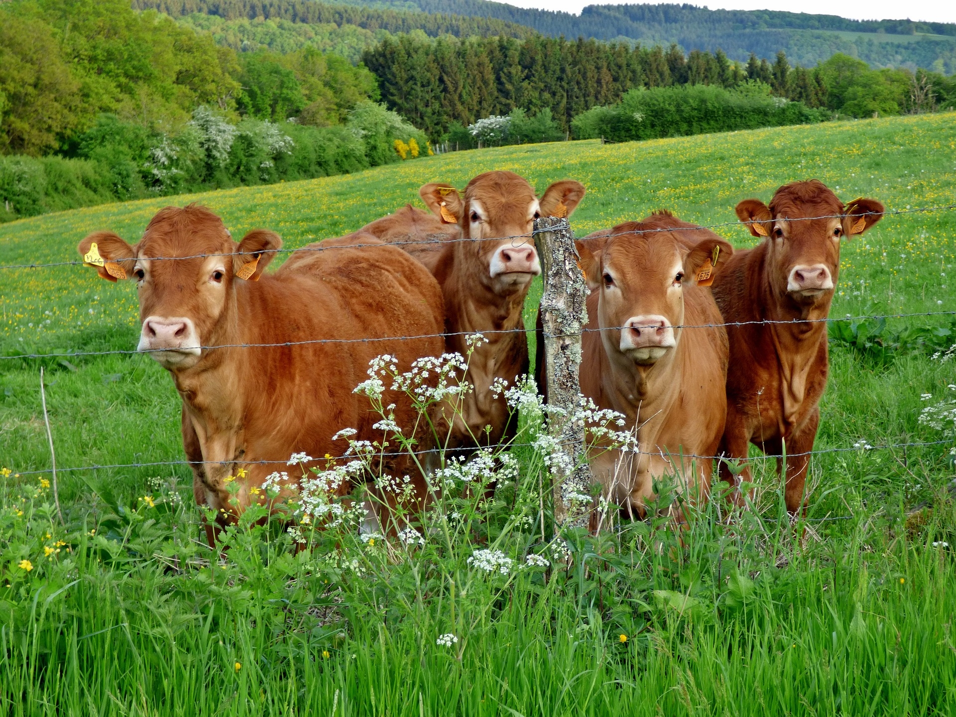 Viande bovine : des cours en hausse partout dans le monde