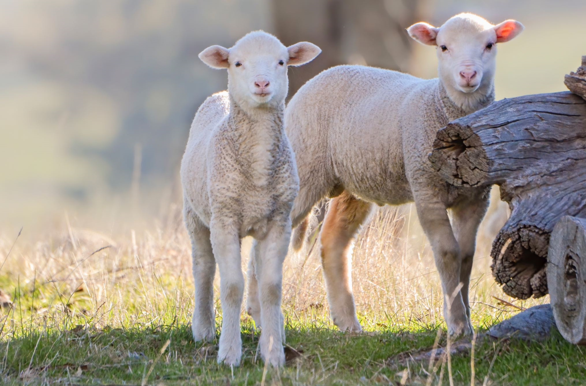 Production d’agneaux en baisse