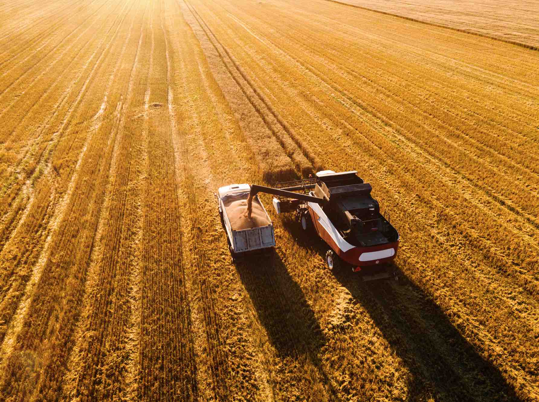 La moisson casse la dynamique des prix