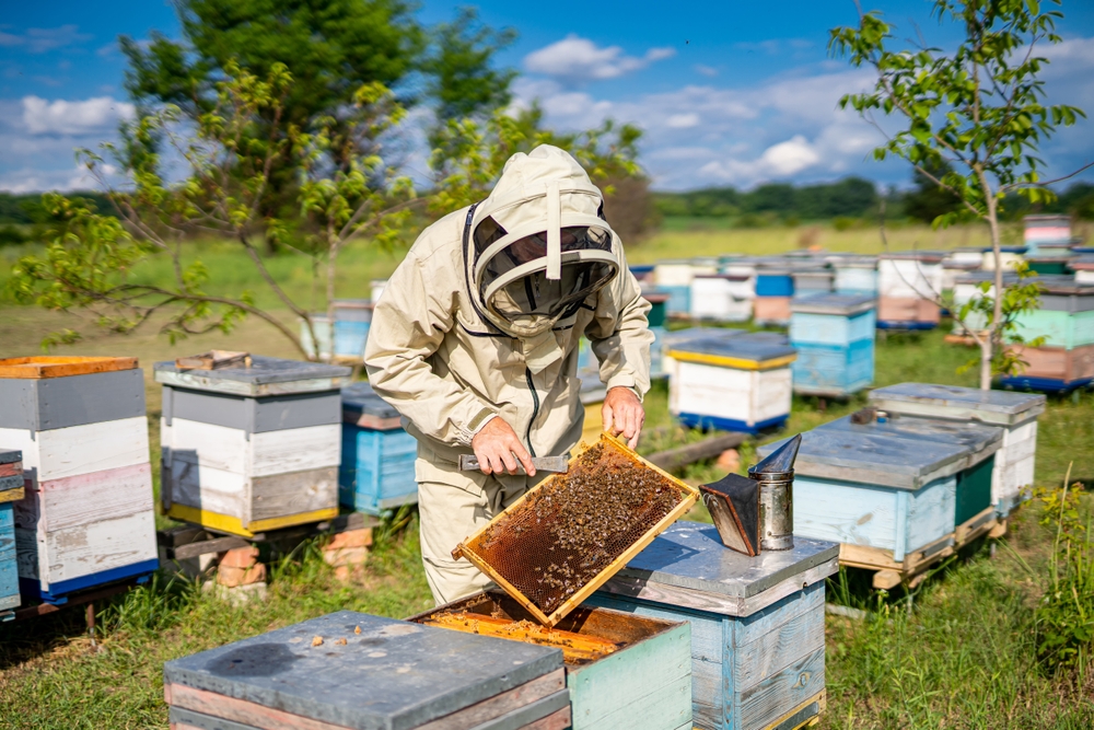 Apiculture : le scénario catastrophe a été évité