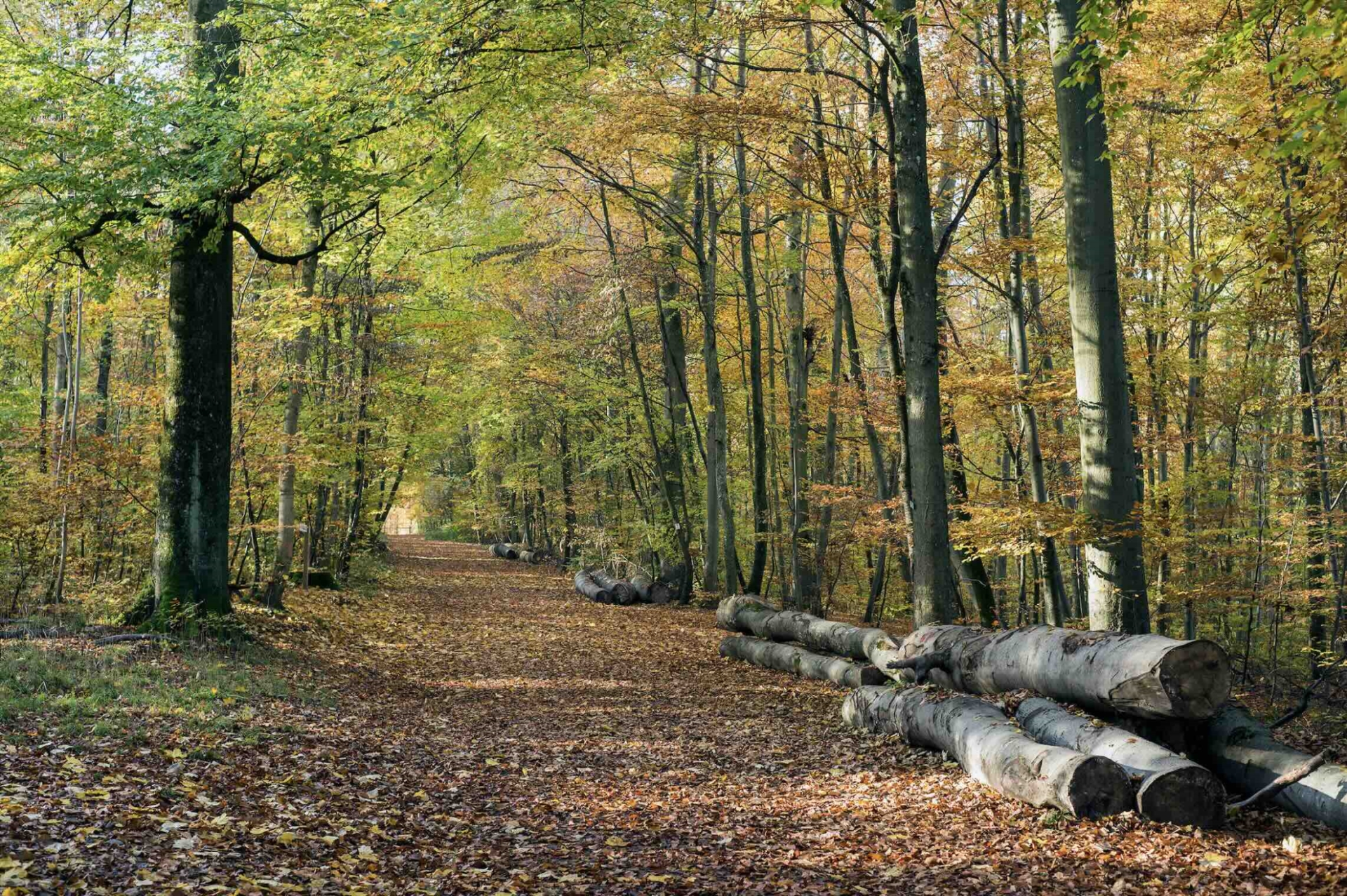 La forêt face au changement climatique