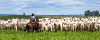 Le Brésil, acteur majeur du marché mondial de viande bovine