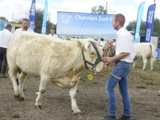 Le concours Charolais Sud-Est était de retour à Beaucroissant
