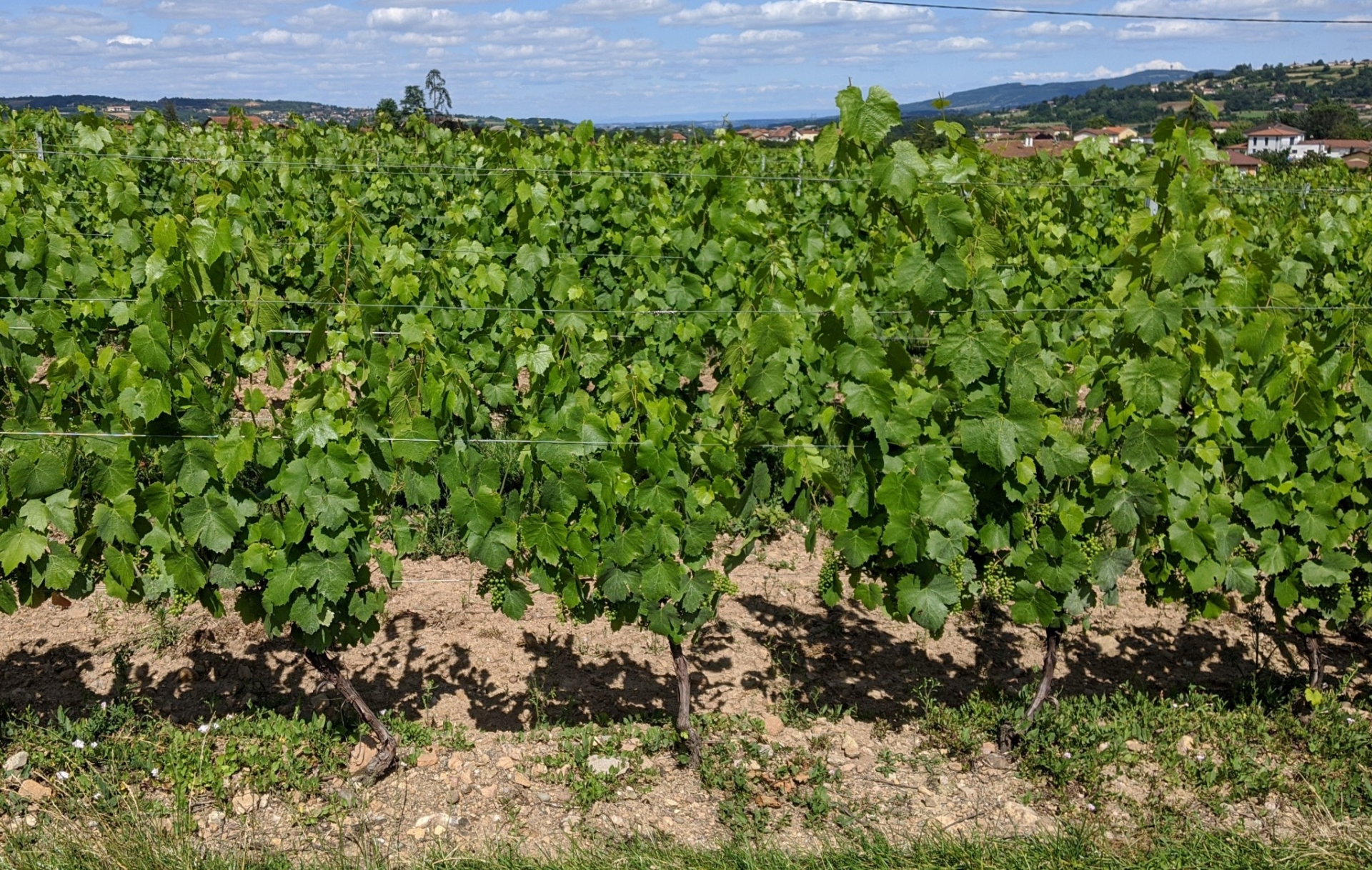 Mise en place d'un dispositif d'aide pour la viticulture