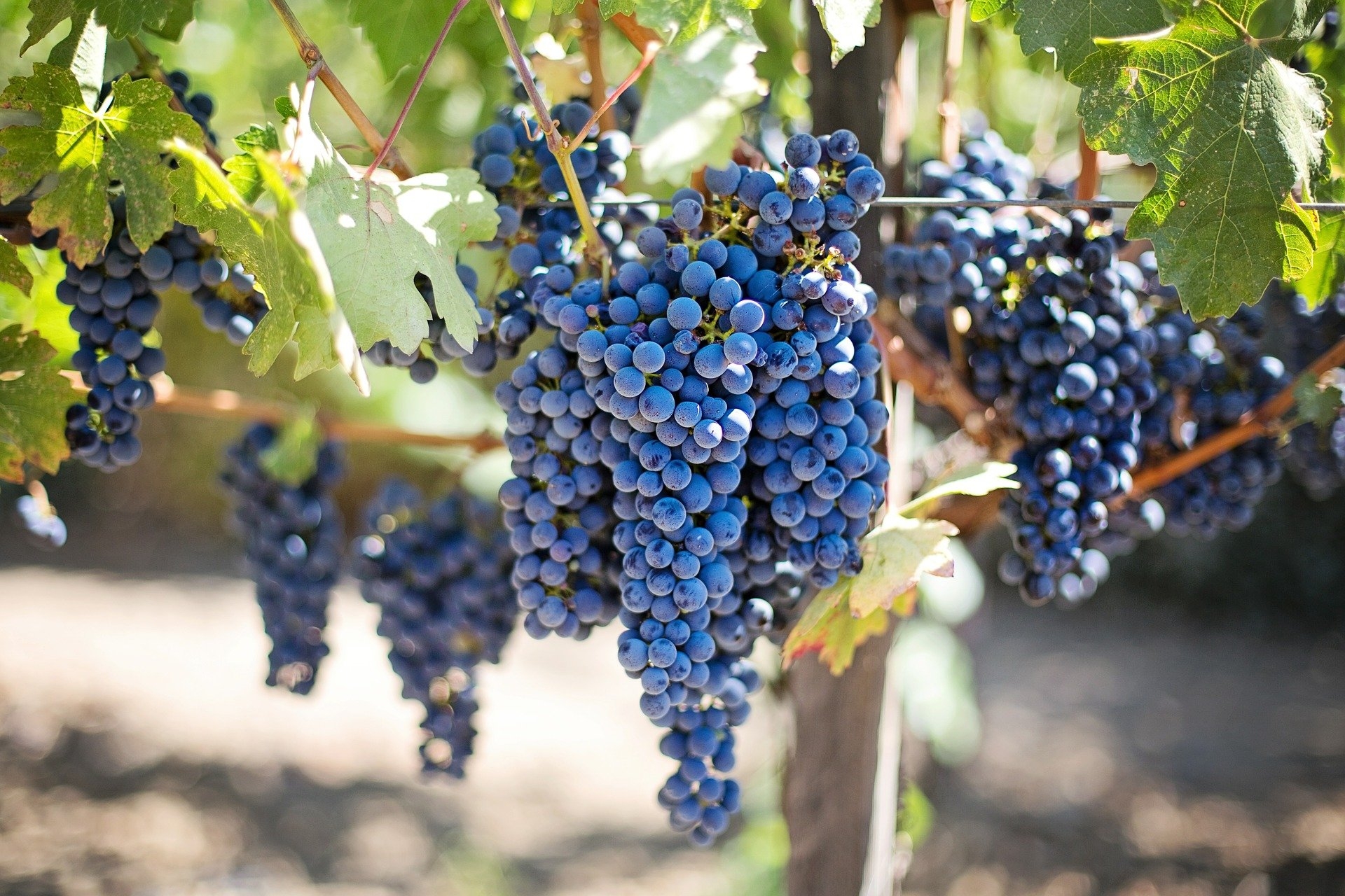 La filière viticole propose une stratégie d’innovation
