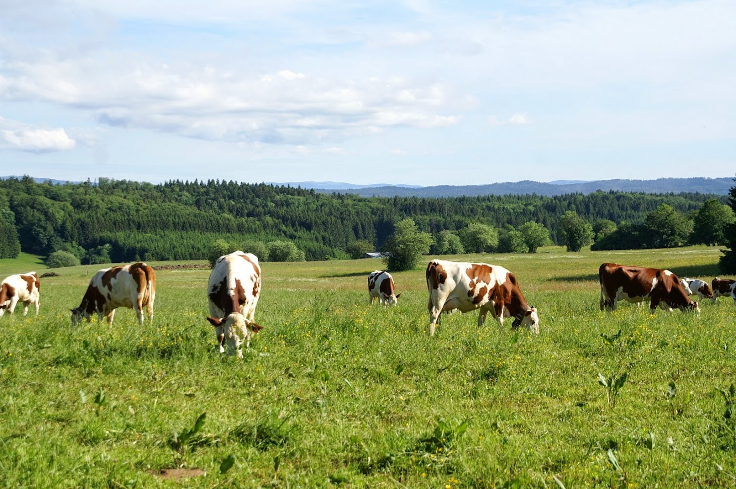 Les bénéfices cachés de l’élevage