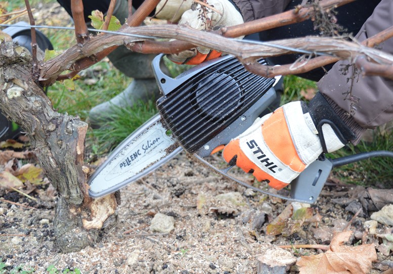 Gérer les dépérissements de la vigne et pallier l'accroissement des ceps improductifs