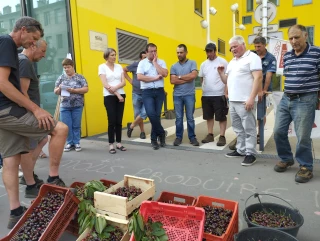 Drosophila suzukii et mouche de la cerise : « c’est ingérable ! »