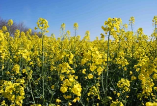 La filière du colza s’inquiète du sort du phosmet et des conséquences du plan pollinisateurs