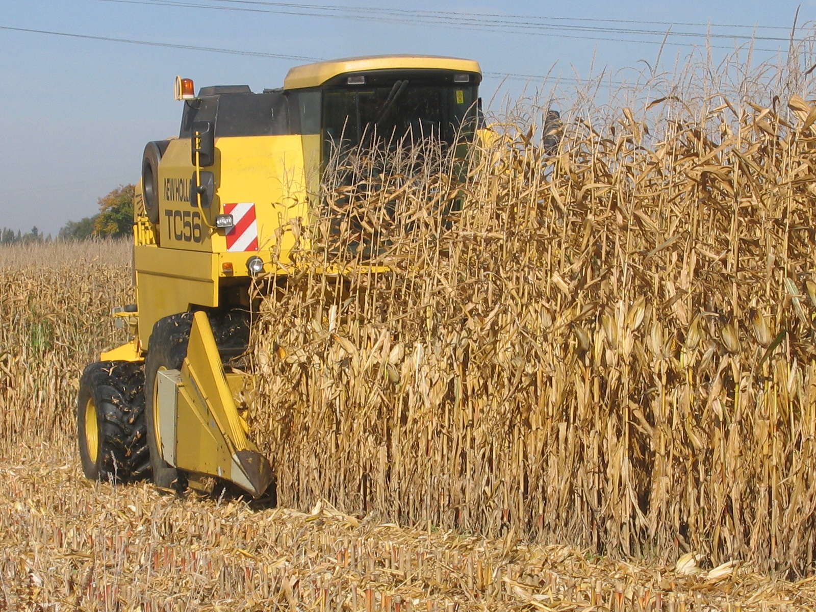 Un rapport recommande d'imposer des cultures piège à nitrates au maïs grain