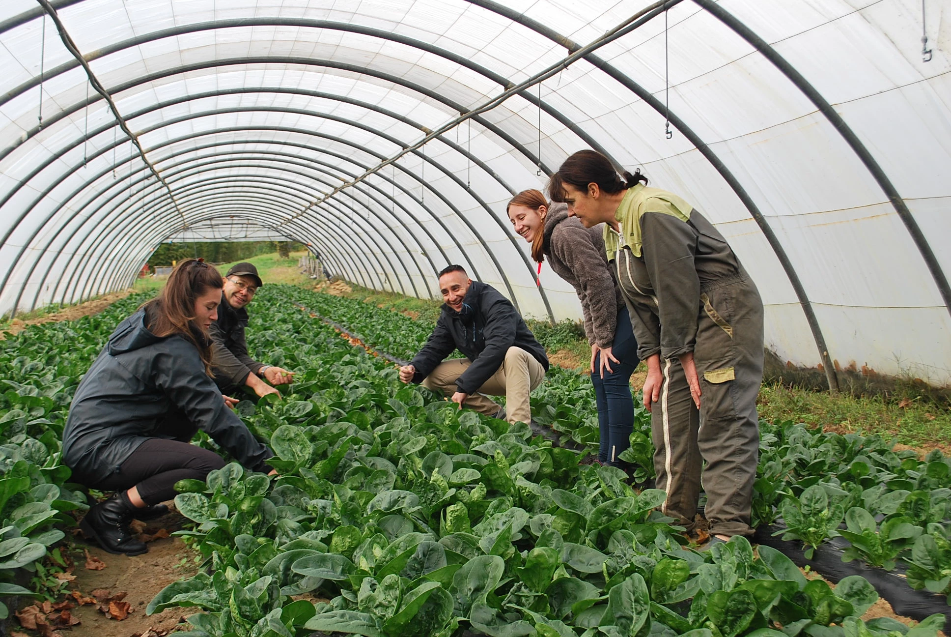 Un producteur du Sud-Grésivaudan cultive des légumes plein champs pour les grandes surfaces iséroises