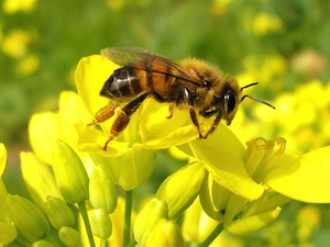 Les abeilles pourront bientôt se défendre du varroa