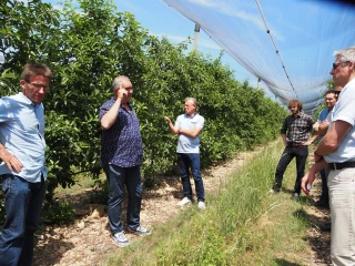 Abeilles protégées, arboriculteurs exténués