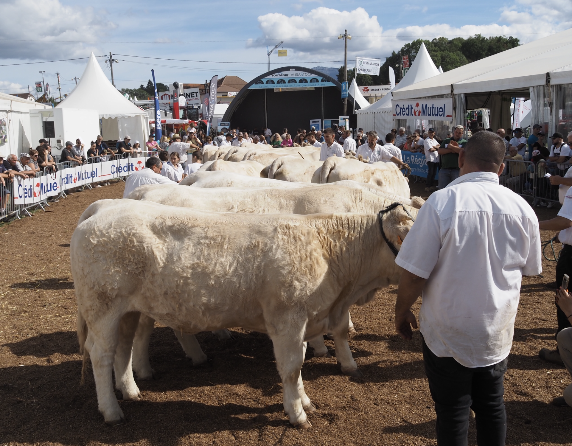 Le concours charolais crée de l’engouement chez les éleveurs