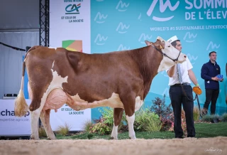 Les vaches iséroises font des podiums