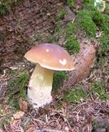 Les règles de la cueillette des champignons en forêt 