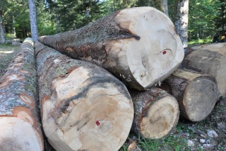 « Sans détour » un reportage sur l'AOC bois de Chartreuse de France 3