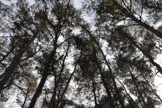 Aides à la sylviculture, aux PAT et aux haies