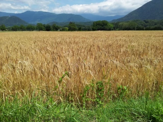 La Chambre d'agriculture de l'Isère encourage les agriculteurs à préparer dès maintenant leur CSP