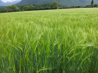 Tendances des marchés céréaliers et oléagineux