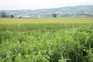 Première esquisse du programme agricole d'Anne Hidalgo