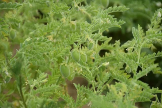 Tour de plaine lentilles bio et pois chiches dans la Bièvre