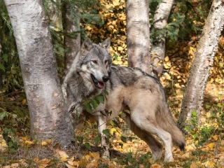 921 loups en France : les organisations agricoles contestent le comptage