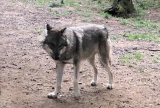 Loup : feu vert des Vingt-sept à l'abaissement du statut de protection  