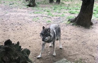 "Comptage des loups : inentendable et inacceptable" Podcast