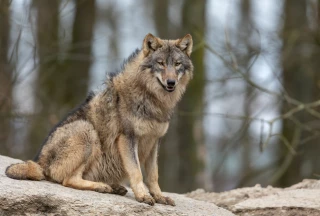 La population de loups continue de progresser