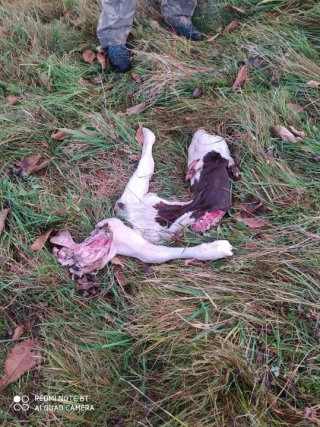 Un veau de nouveau dévoré par le loup dans les Terres Froides