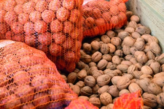 La récolte de noix de Grenoble AOP est lancée !