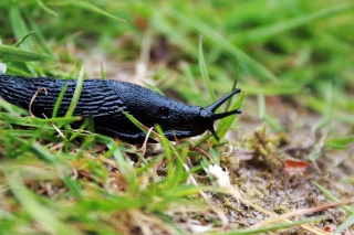 Biocontrôle : le marché accélère en 2021