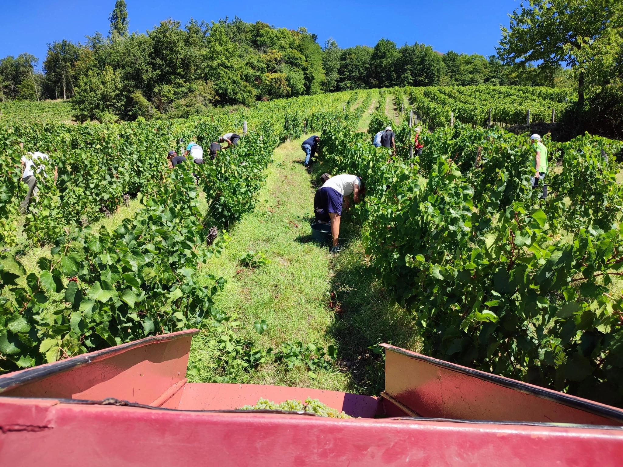 Vendanges d'août