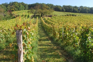La renaissance des vins de l’Isère